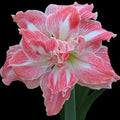 Hippeastrum ‘Pretty Nymph’ – flori duble roz cu dungi albe