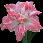 Hippeastrum ‘Pretty Nymph’ – flori duble roz cu dungi albe