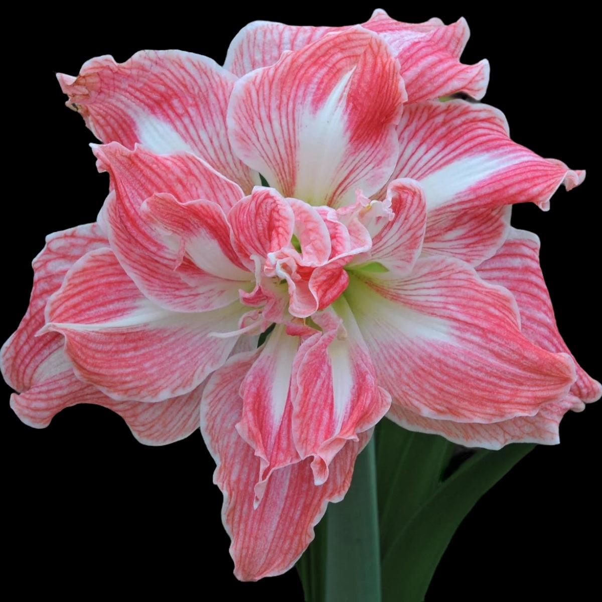 Hippeastrum ‘Pretty Nymph’ – flori duble roz cu dungi albe