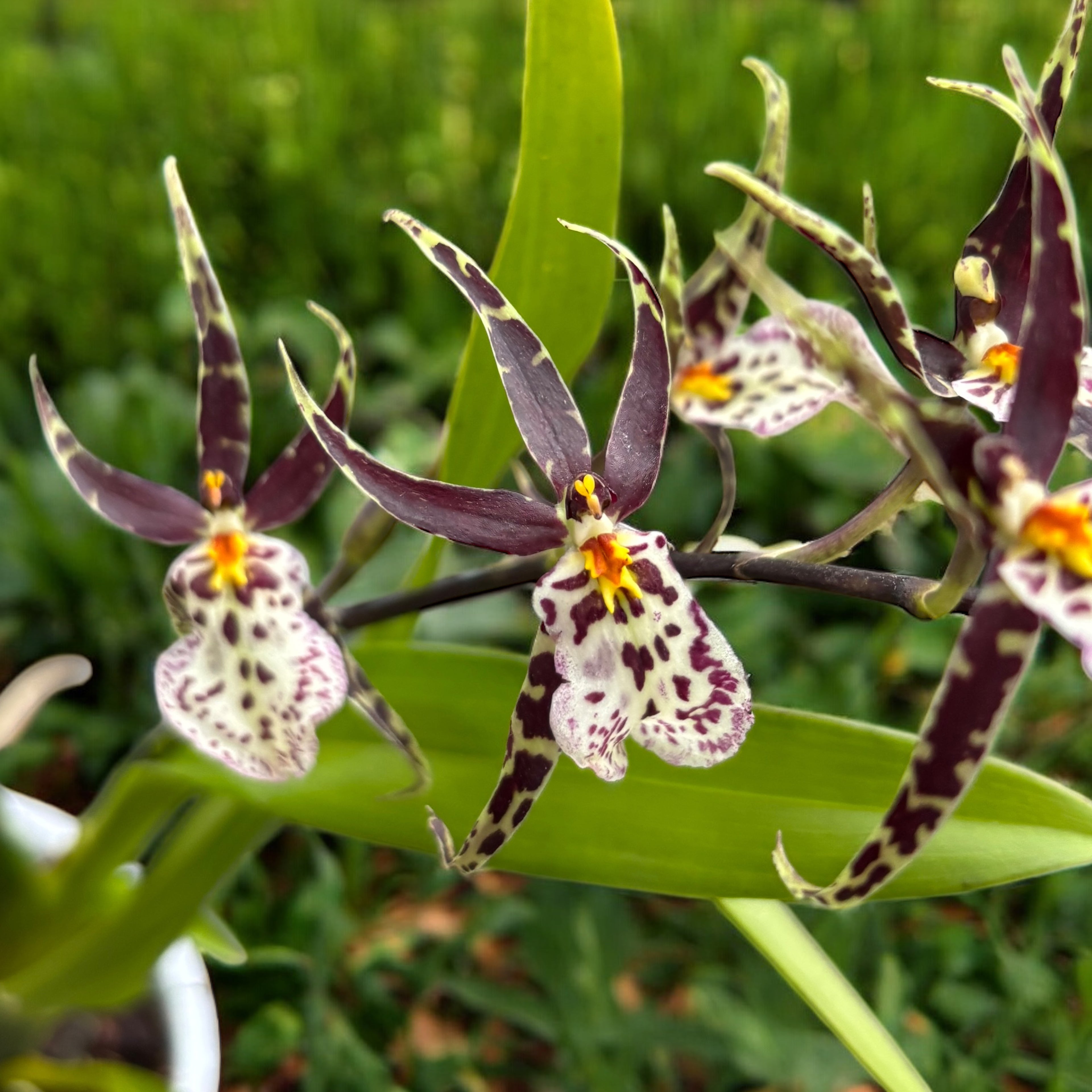 Oncidium (Cyrtocidium) Holm’s Wizard - var. #06 (flori intens parfumate)