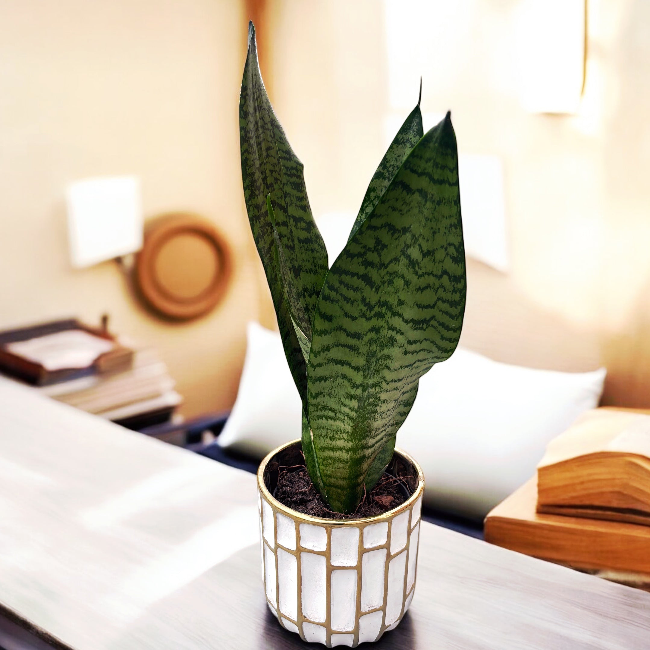 Sansevieria Trifasciata Zeylanica ‘Compacta’ 1pp