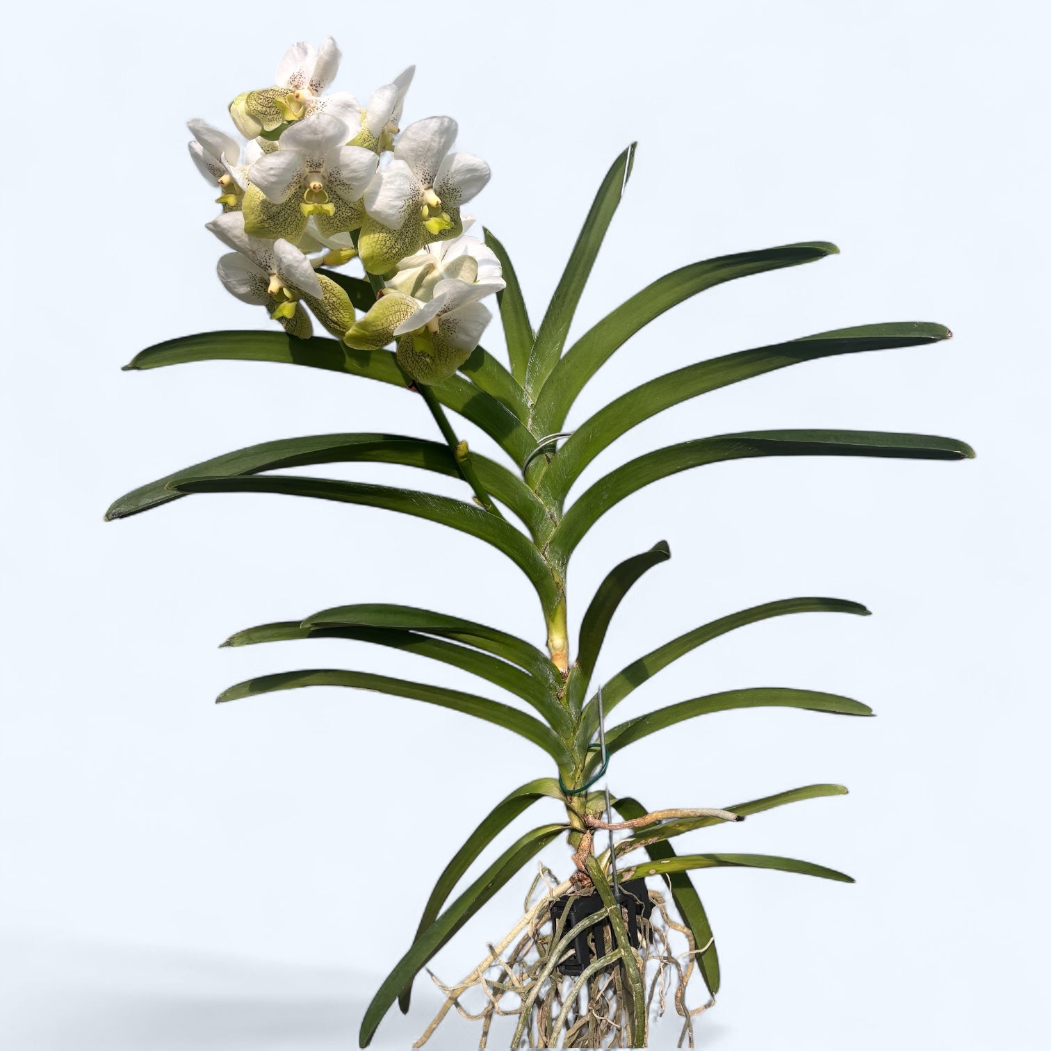 Vanda Divana White Lemon (Ansu)
