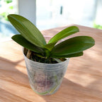 Phalaenopsis Taida Little Vivien '3270' (peloric)