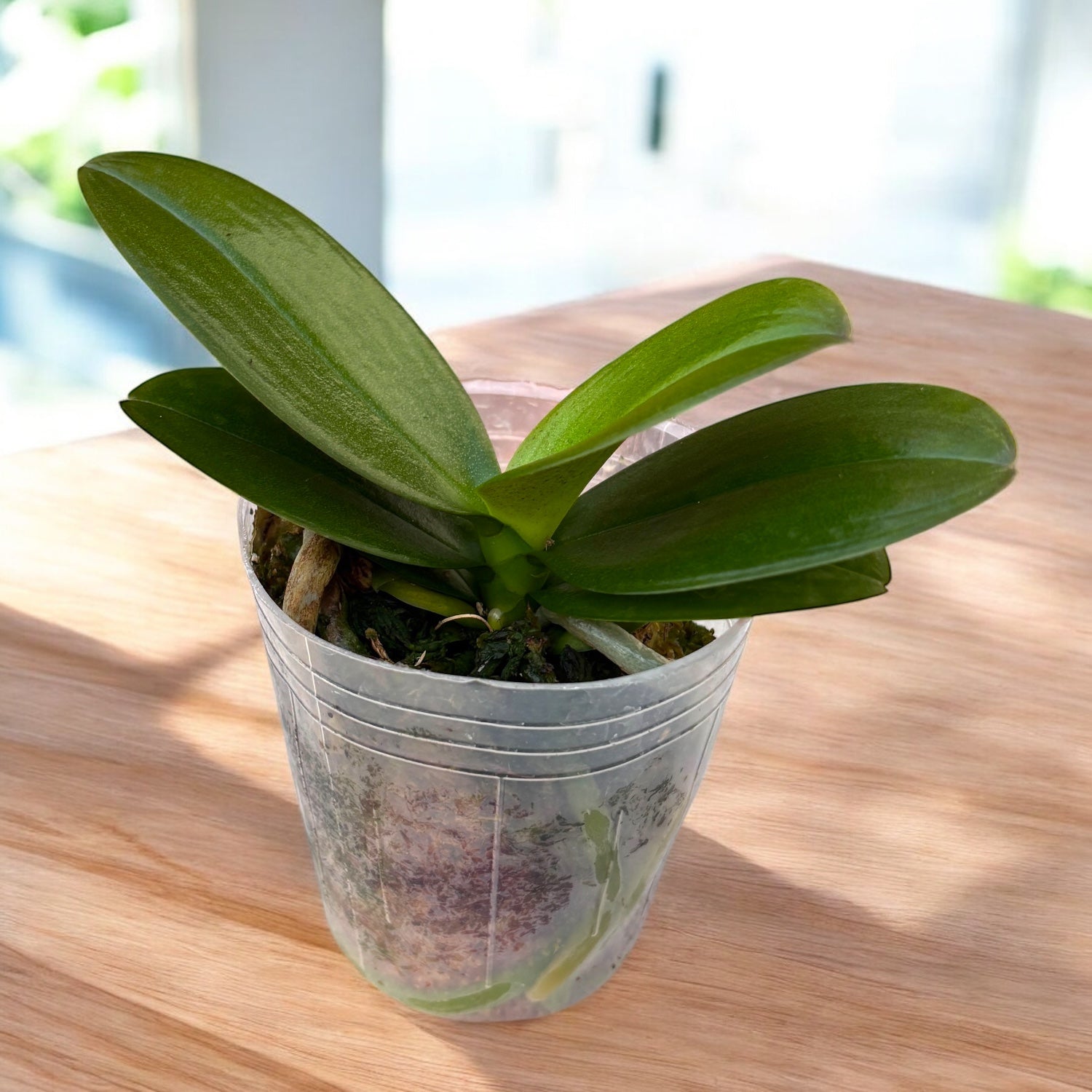 Phalaenopsis Taida Little Vivien '3270' (peloric)