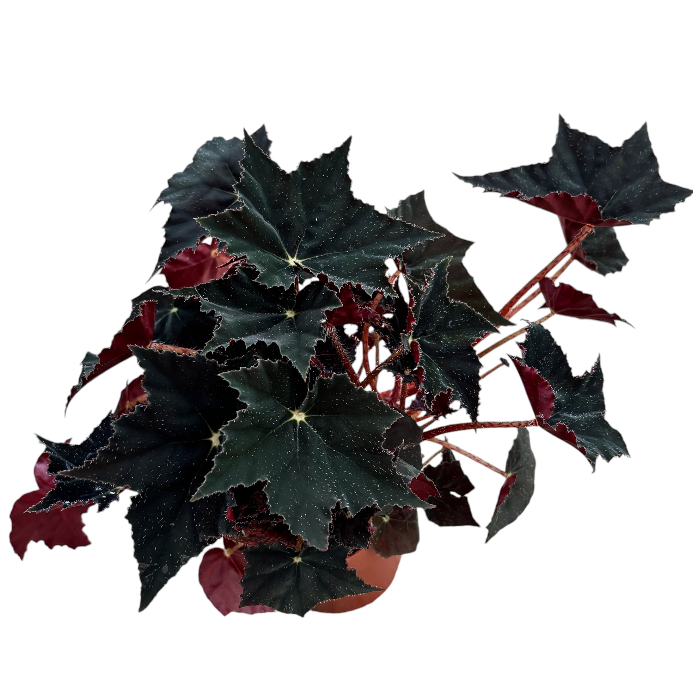 Begonia ‘Black Velvet’