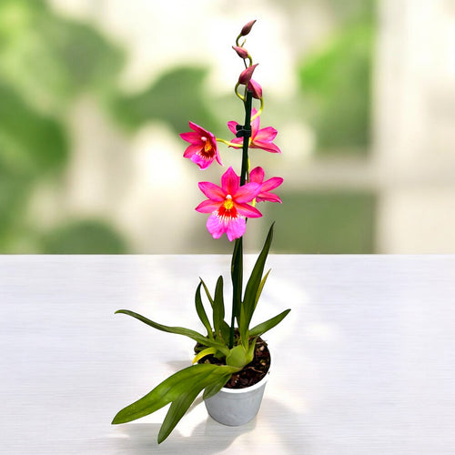 Burrageara Nelly Isler Pink - flori intens parfumate