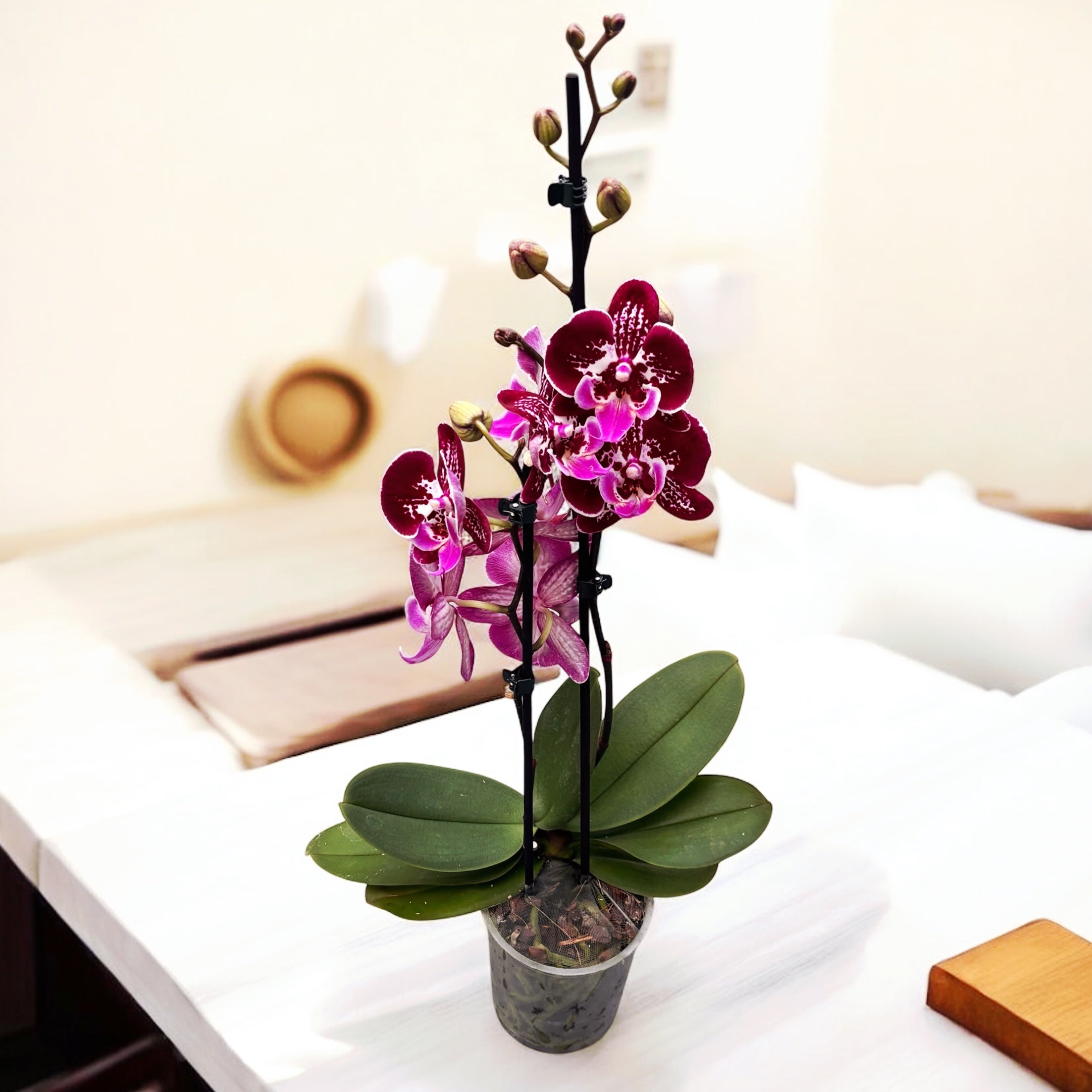 Phalaenopsis OX Purple Fairy grande lèvre