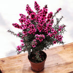 Leptospermum scoparium 'Red' (Čajna drevesa, Manuka)