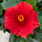 Hibiscus rosa-sinensis 'Eos’ (trandafiri japonezi)