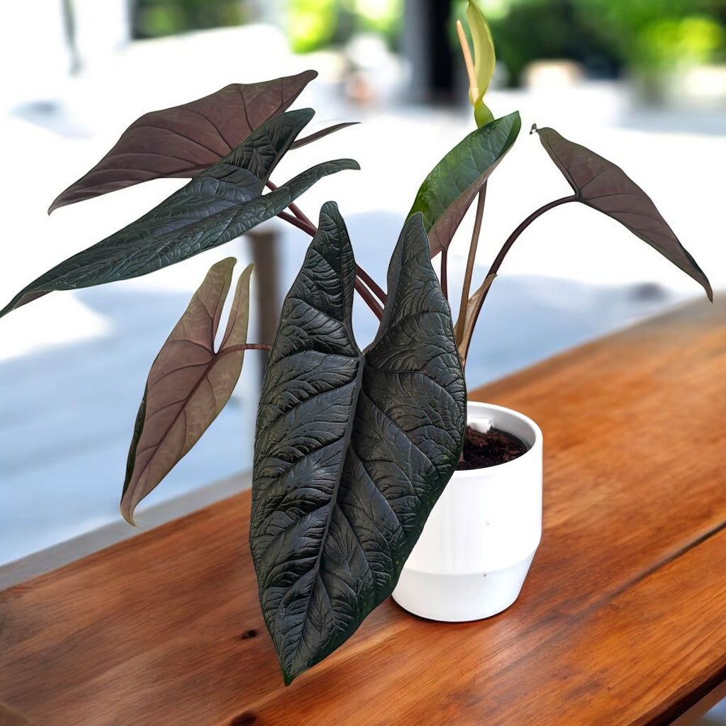 Alocasia scalprum – rijetka sorta s uskim listovima, metalik teksture