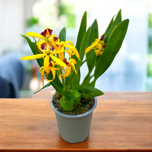 Prosthechea (Encyclia) cochleata var. cochleata - vonná