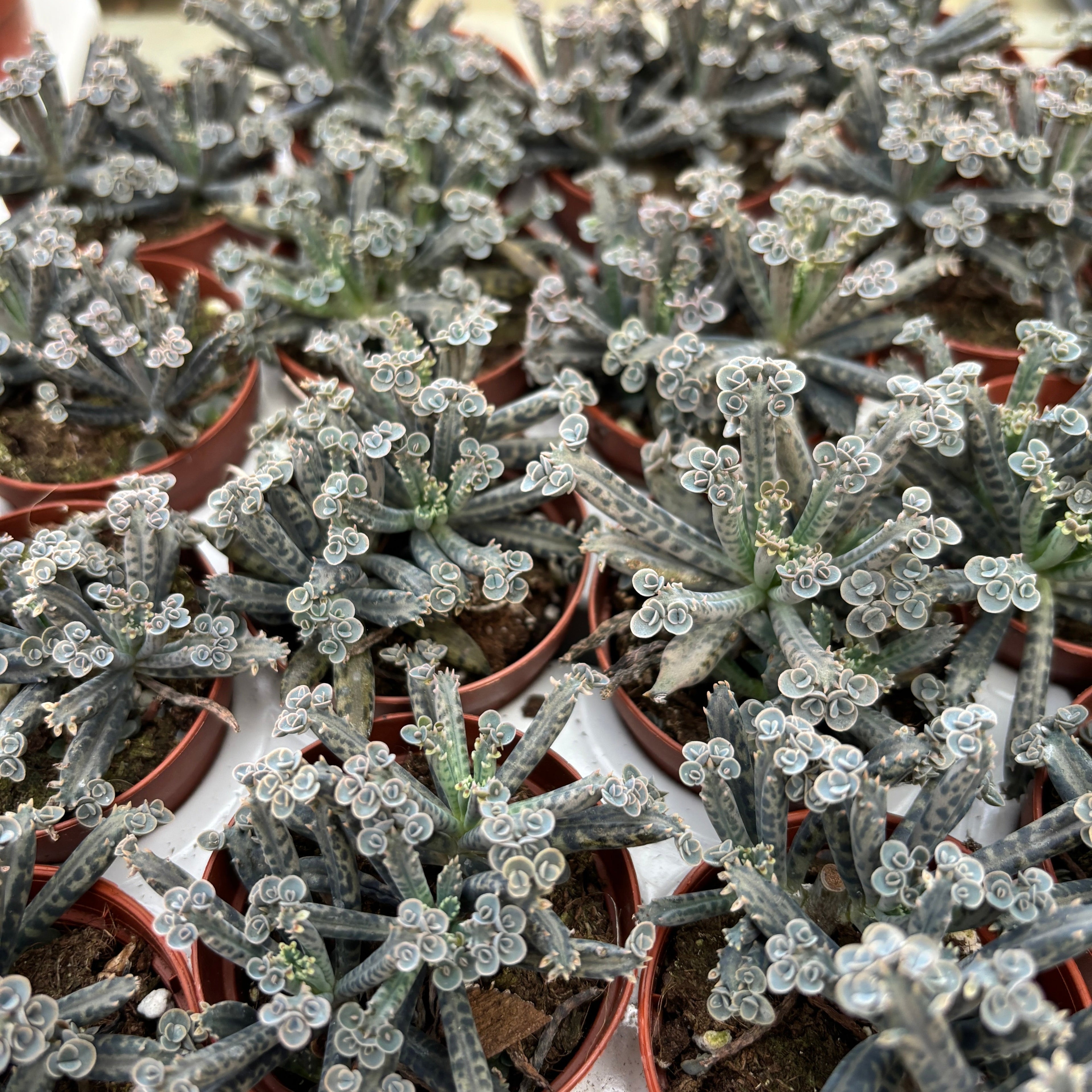 Kalanchoe Tubiflora ('mother of millions')