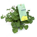 Muscate parfumate - Scented Geranium (aroma de mar)