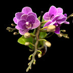 Phalaenopsis Ljubičasta Kraljica