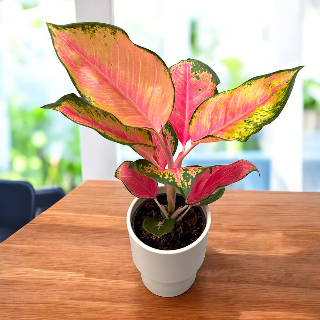 Aglaonema ‘Orange Star’ – tropska eleganca v toplih odtenkih roza in oranžne