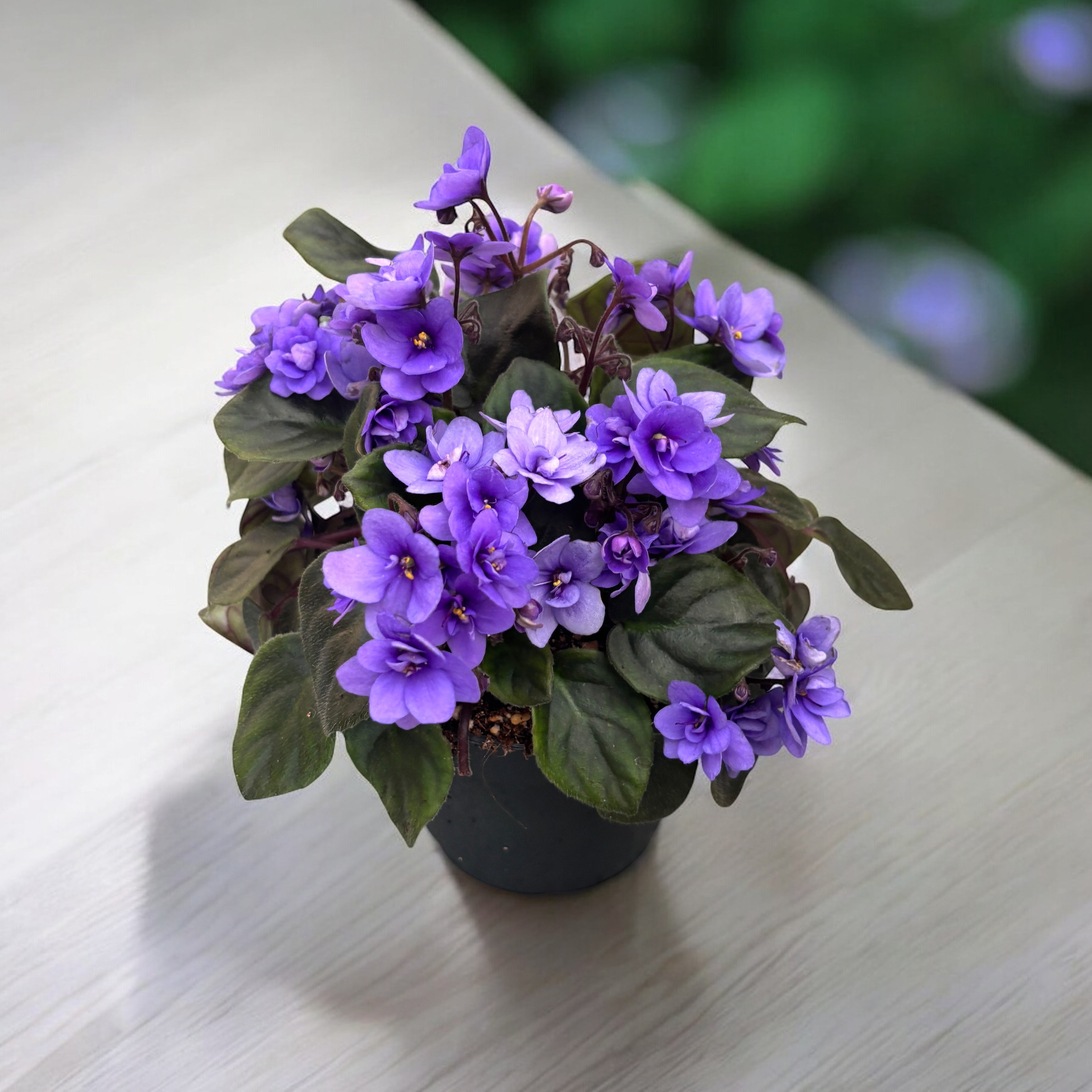 Saintpaulia ‘Rob’s Gundaroo’ - violete speciale