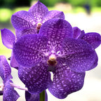 Vanda NITAYA Vioblue (Ansu) - grandes fleurs