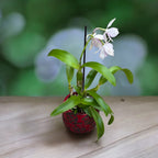 Caulocattleya Chantilly Lace 'Twinkle' voňavá