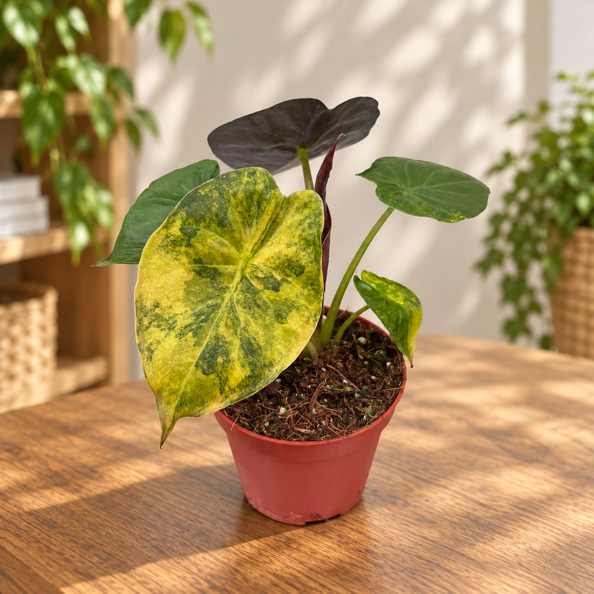 Alocasia wentii „Aurea“
