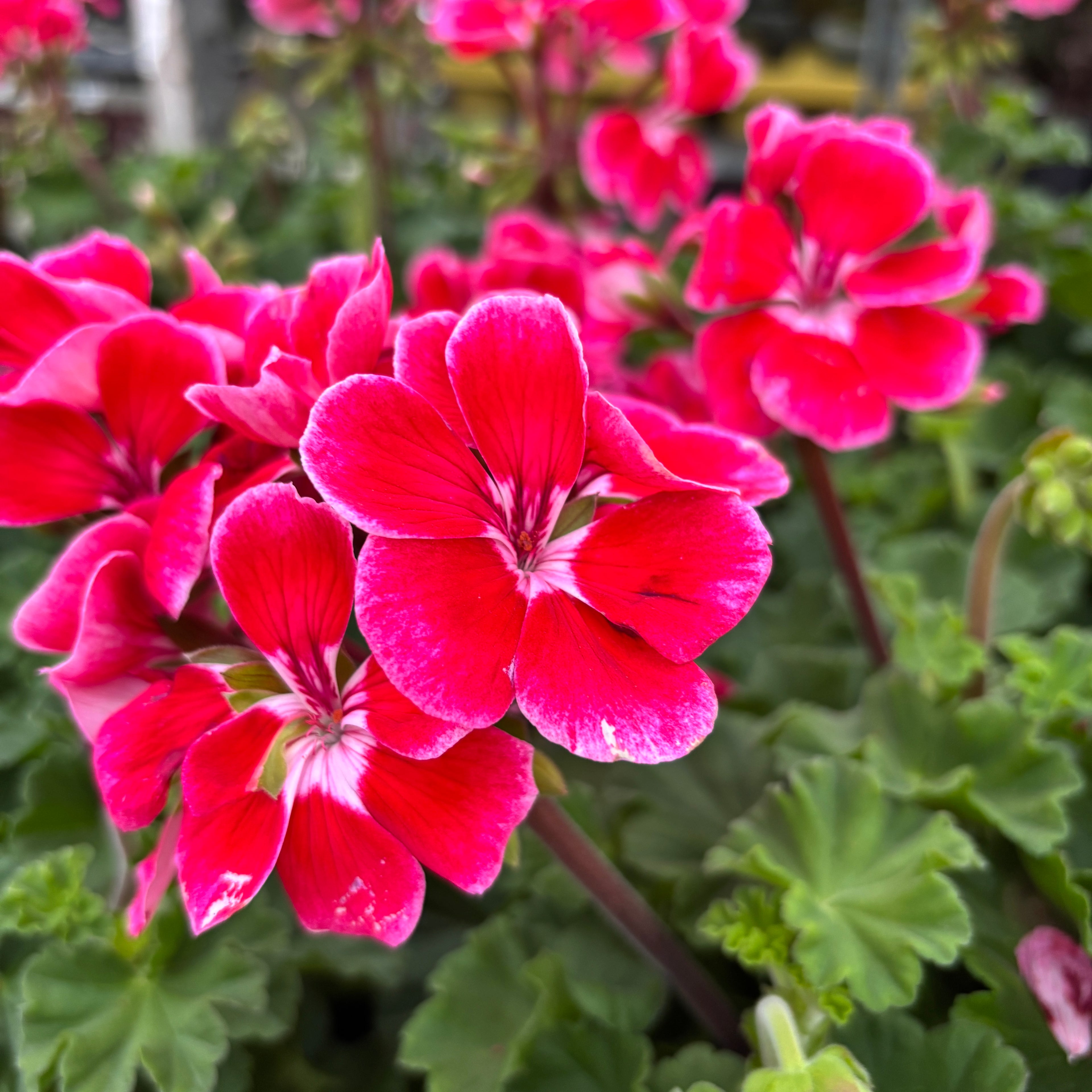 Pelargonium (Zonale Grp) ‘Ylenia’ - muscate XL
