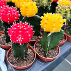 Gymnocalycium mini - Cactusi altoiti colorati