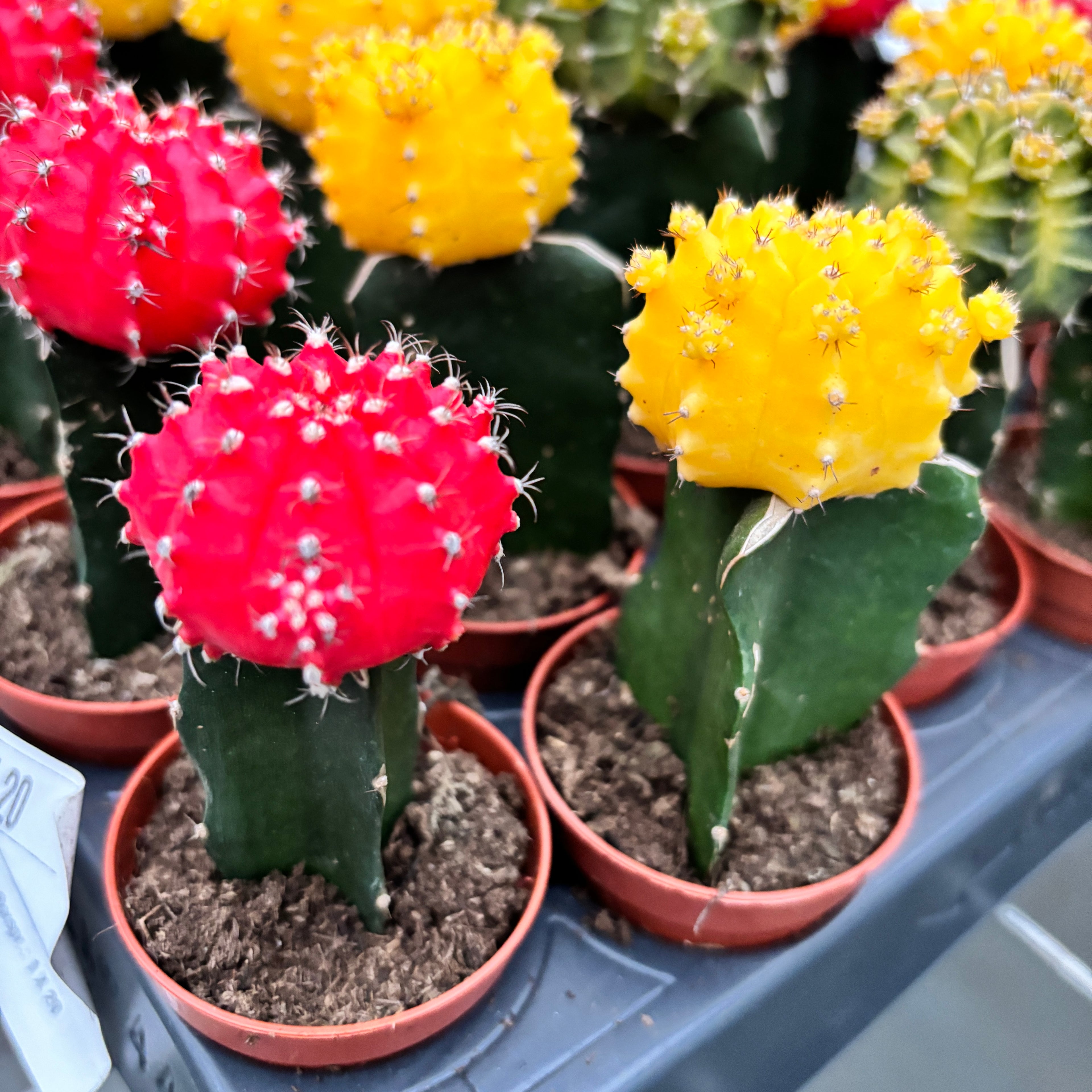 Gymnocalycium mini - Cactusi altoiti colorati