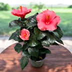 Hibiscus rosa-sinensis ‘Kandy’ - Japanese roses with pink flowers
