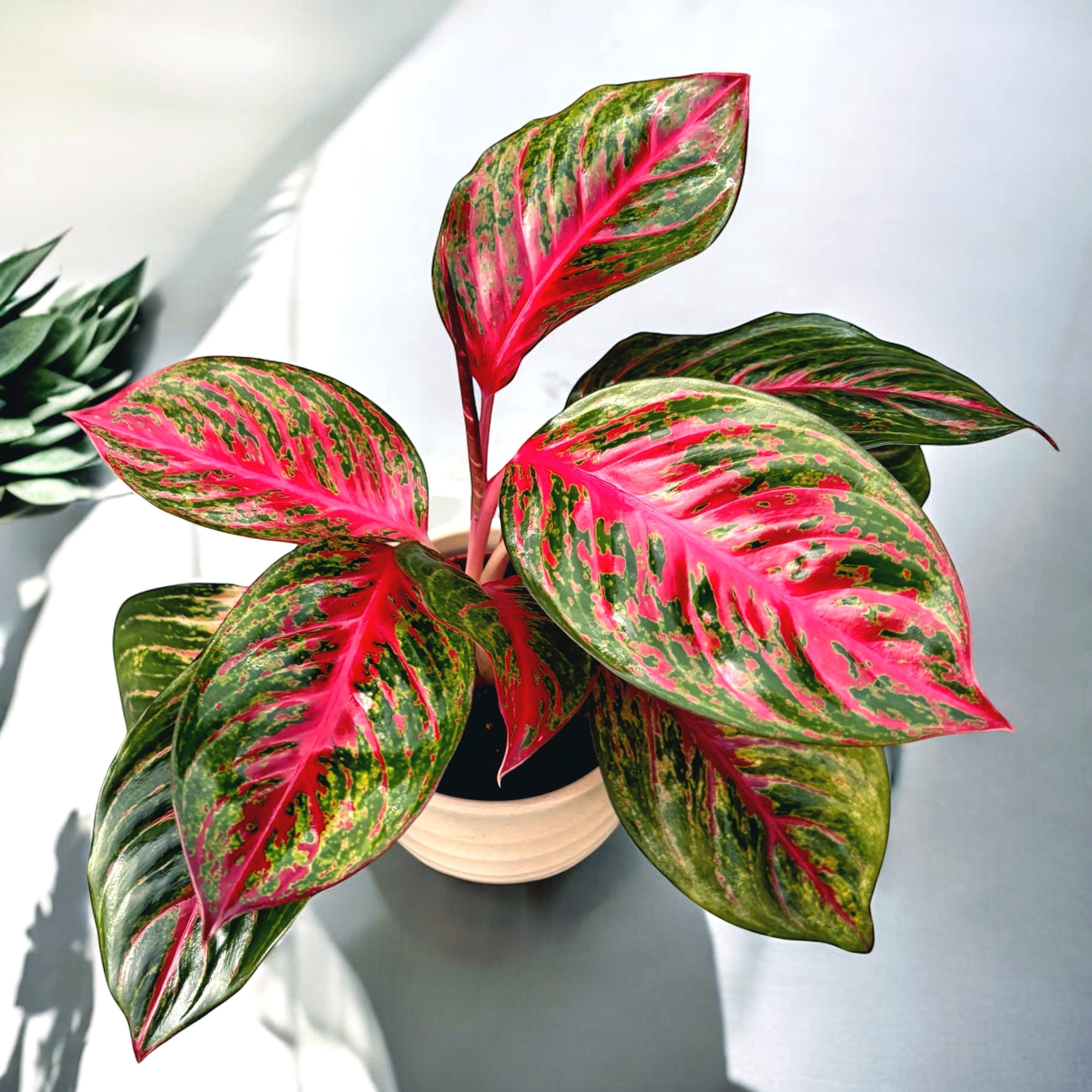 Aglaonema ‘Red Emerald’