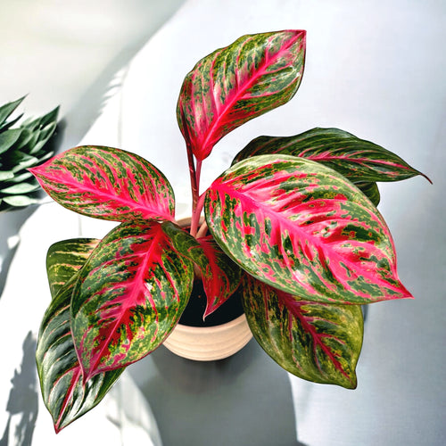 red emerald aglaonema Aglaonema 'Red Emerald' – Secret Garden Plant Shop
