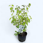 Ароматна жасминова, двойно цвете - Philadelphus 'Virginal' (Мокър оранж)