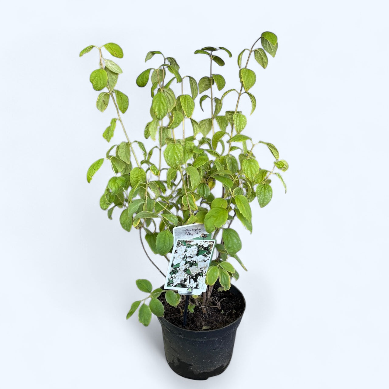 Illatos jázmin, dupla virág - Philadelphus 'Virginal' (Mimikri narancs)