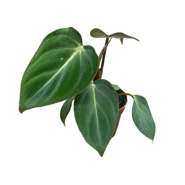 Philodendron gloriosum 