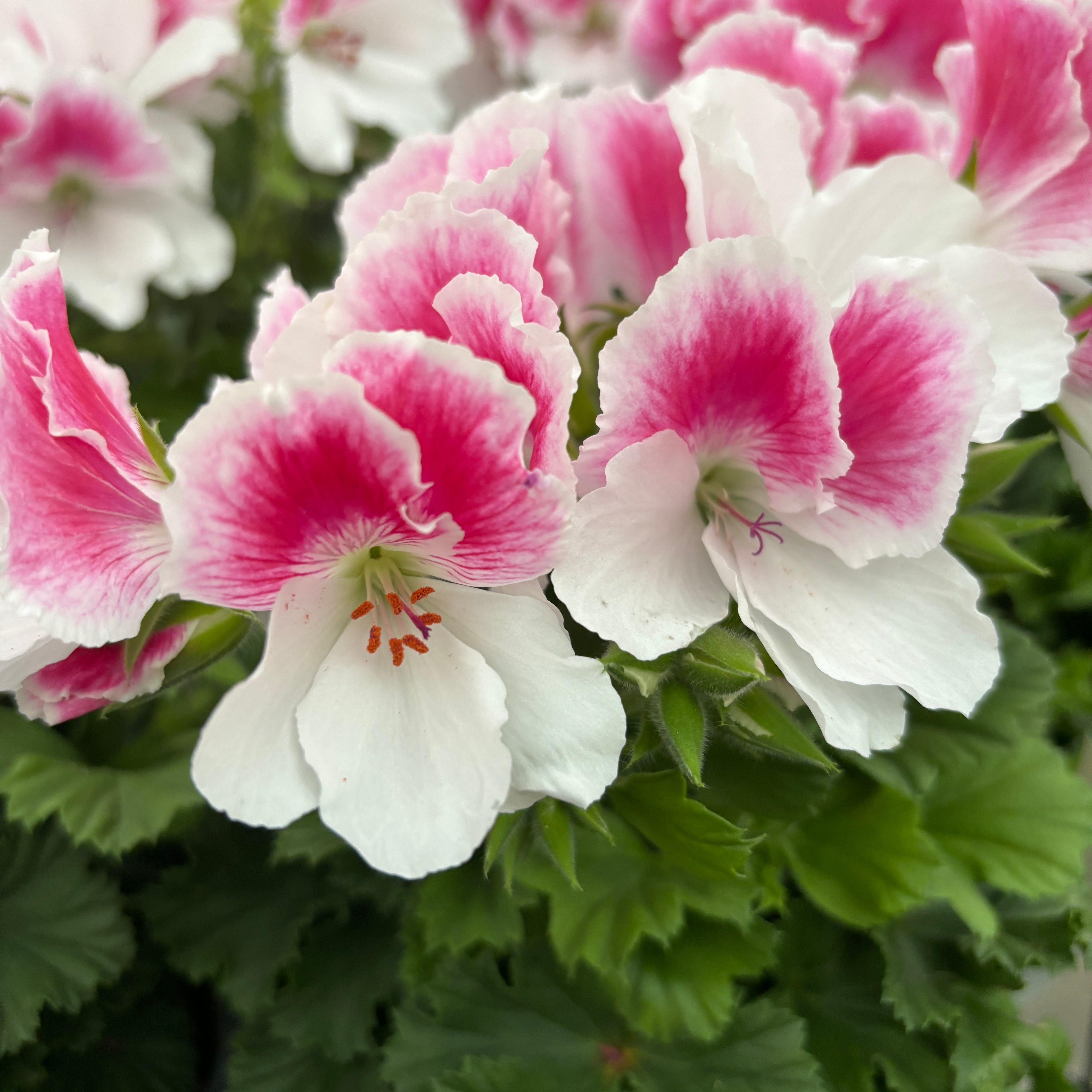 Pelargonium grandiflorum 'Don Donatello' (muscate englezesti)