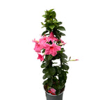 Mandevilla Fucsia Rosa - Dipladenia (fiori profumati)