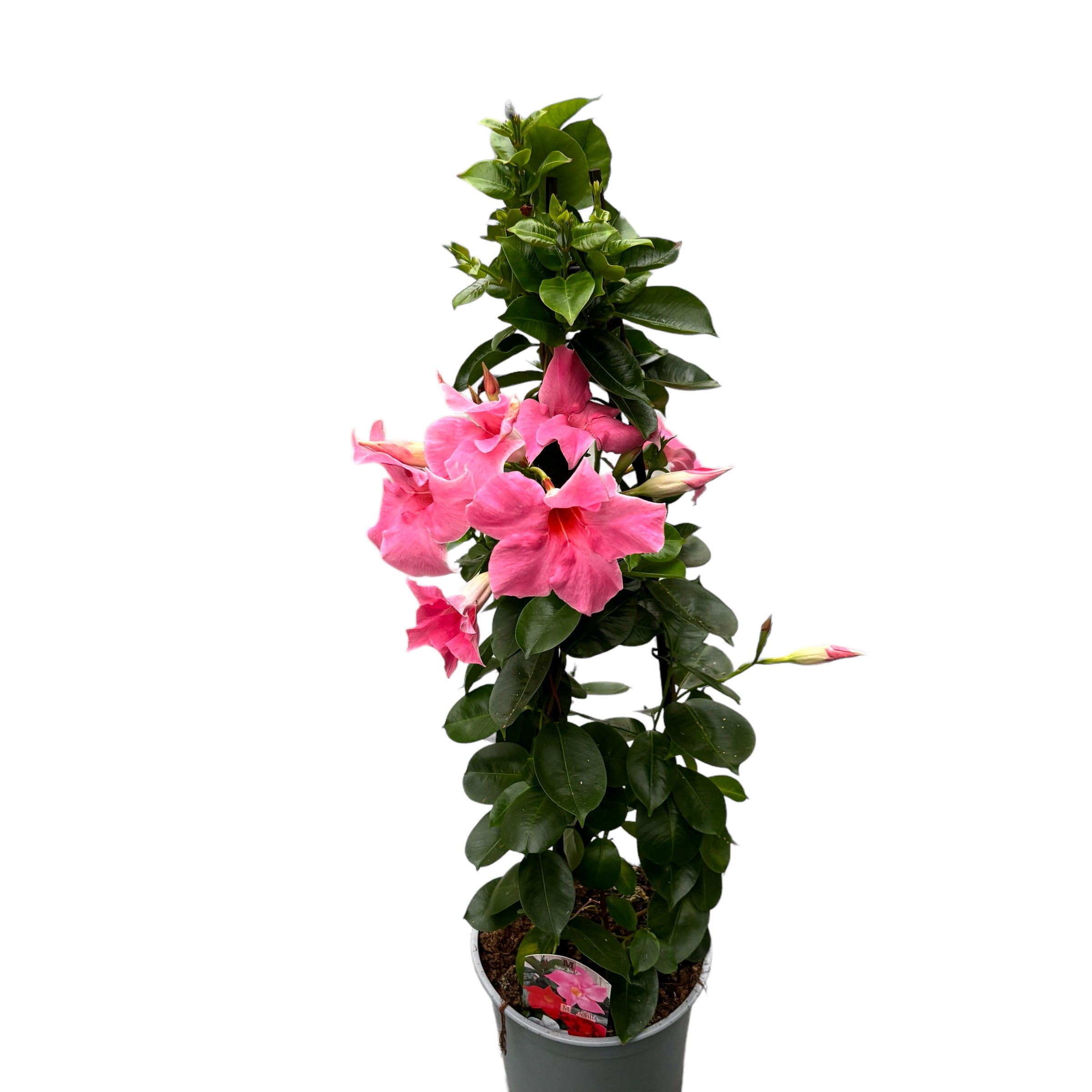 Mandevilla Fuchsia Pink - Dipladenia (flori parfumate)