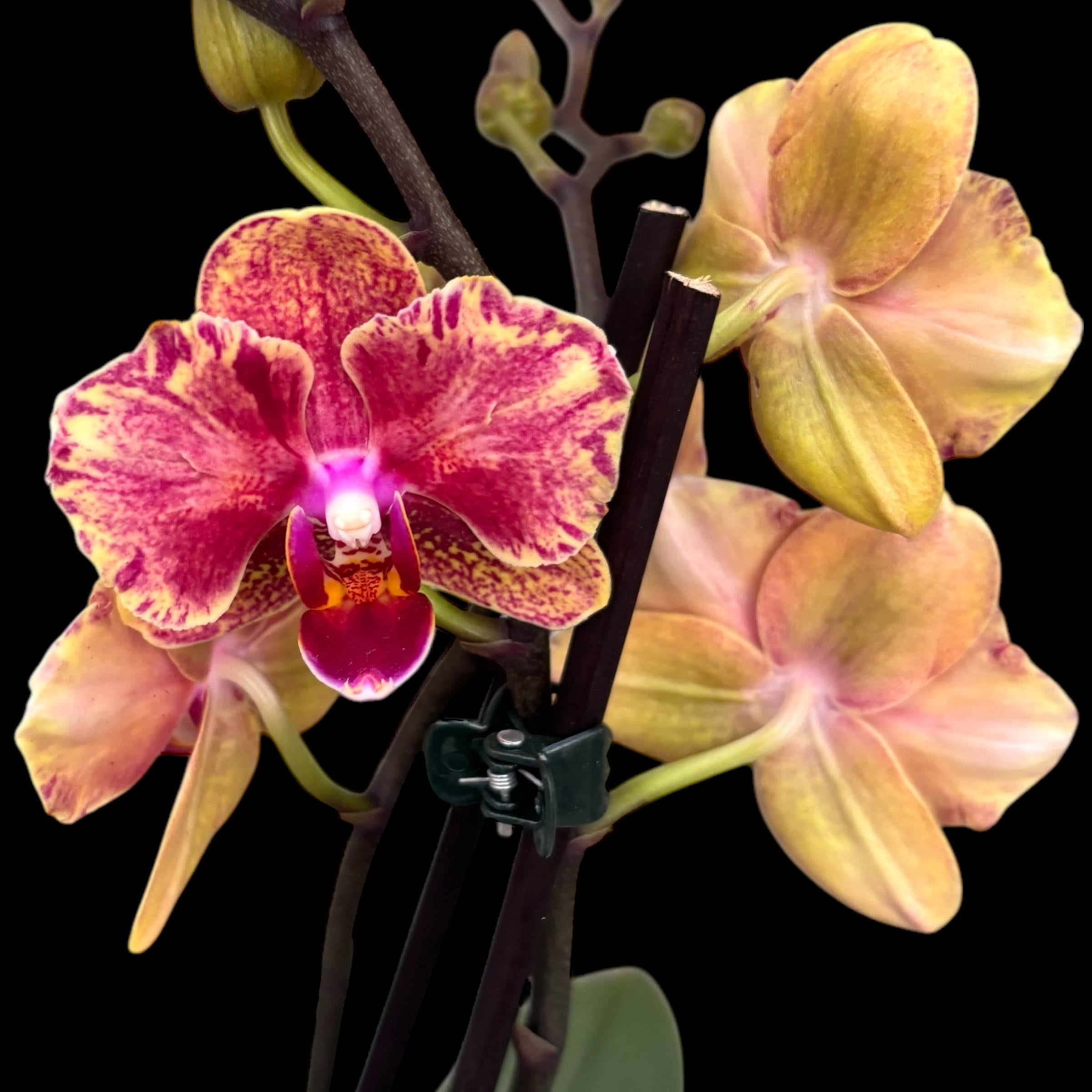 Phalaenopsis Lioulin Phoenix (farfalla pelorica)