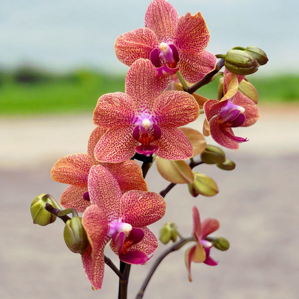 Phalaenopsis Sunset Love