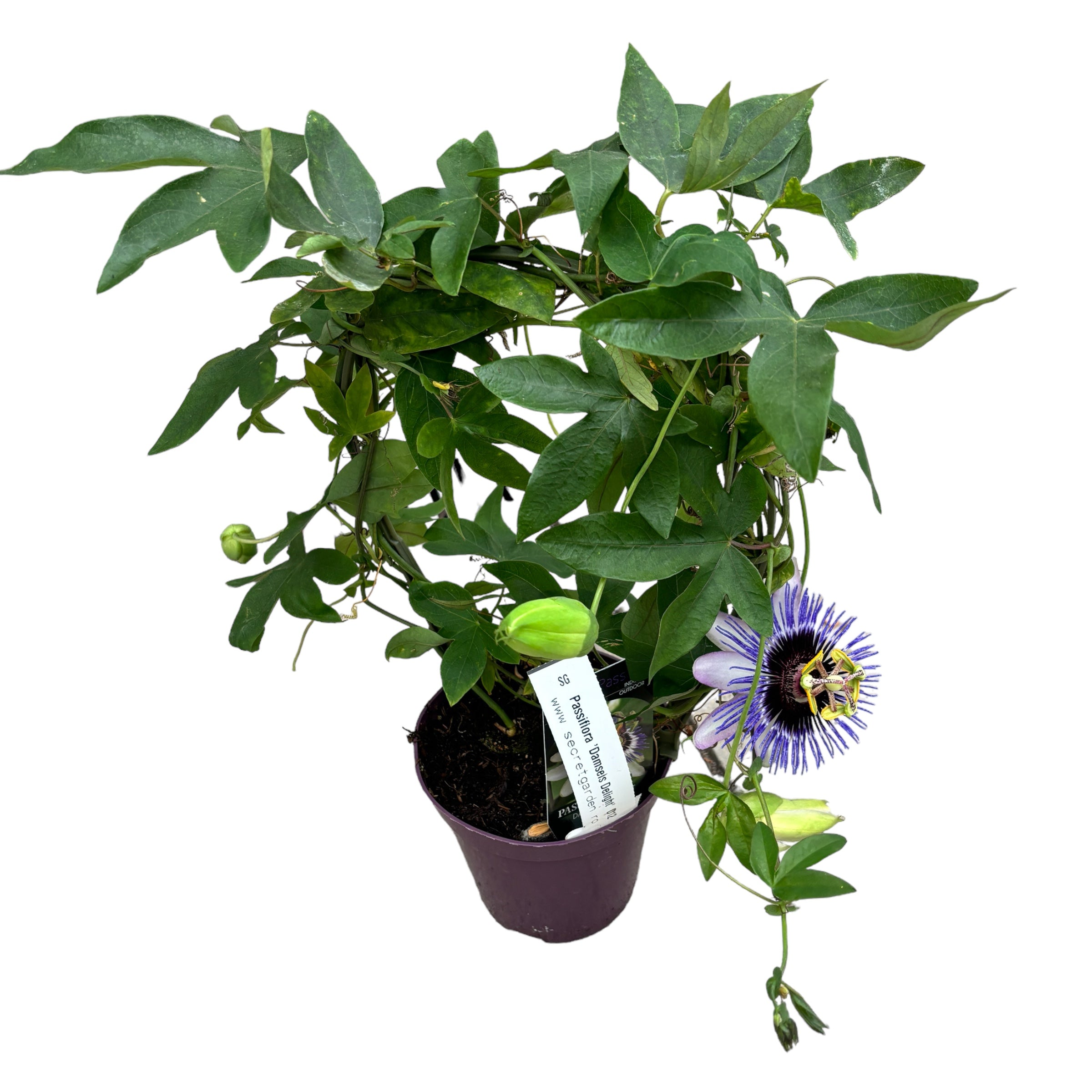 Passiflora 'Damsels Delight' (floarea pasiunii)