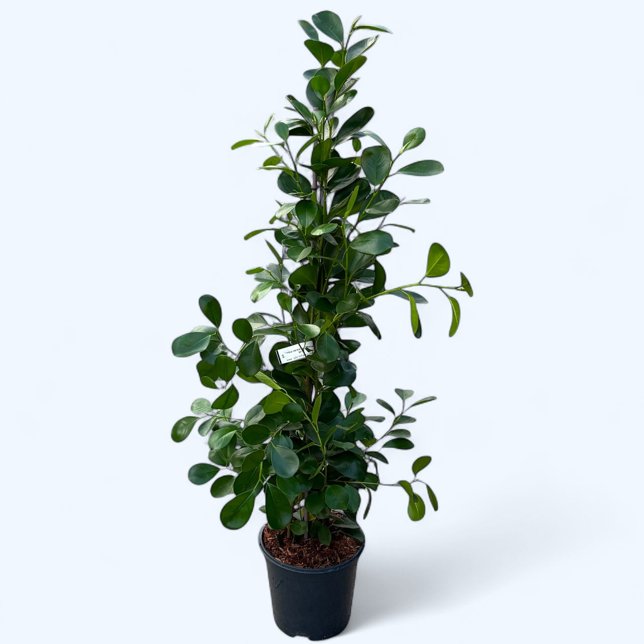 Ficus microcarpa ‘Moclame’