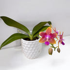 Phalaenopsis Miki Golden Sand '1363' (πελωρικός - Πεταλούδα) *αρωματικό