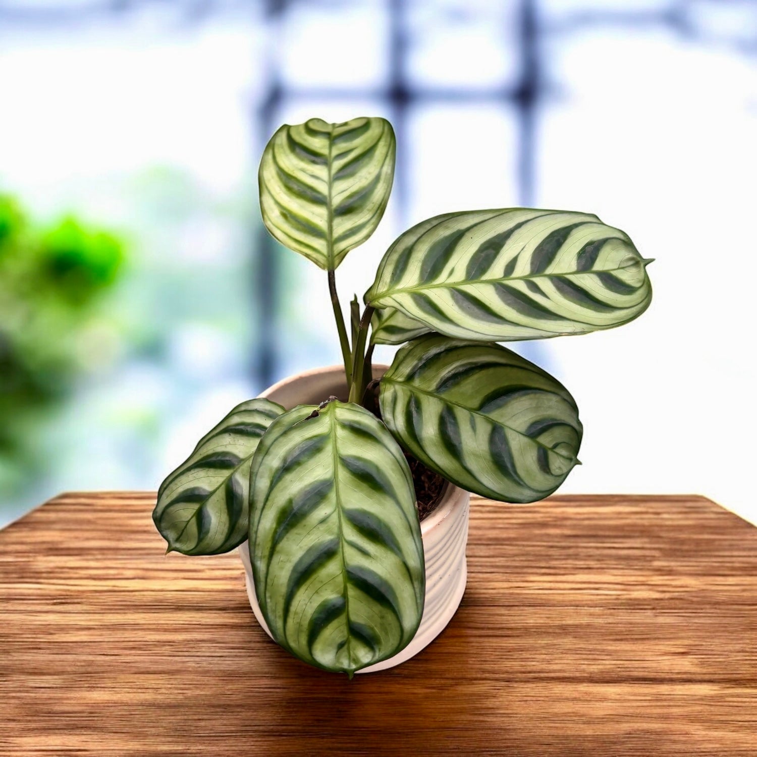 Ctenanthe burle marxii 'Amabilis' (babyplant)