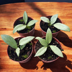 Hoya nicholsoniae 'New Guinea Ghost'