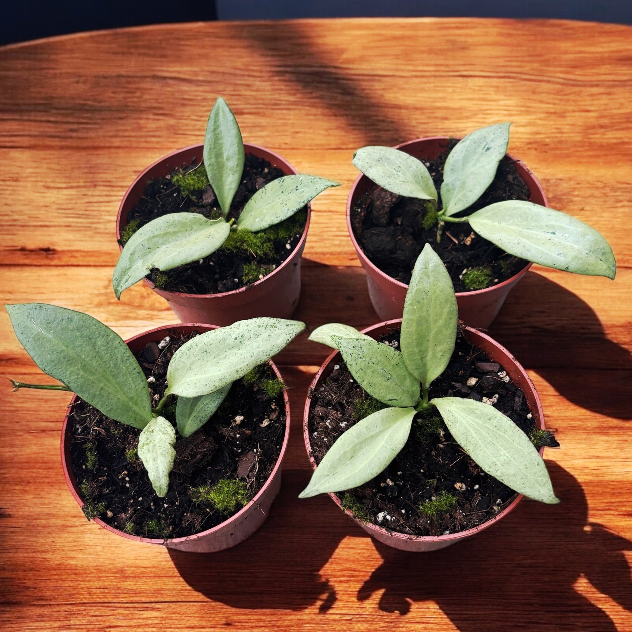 Hoya nicholsoniae 'New Guinea Ghost'