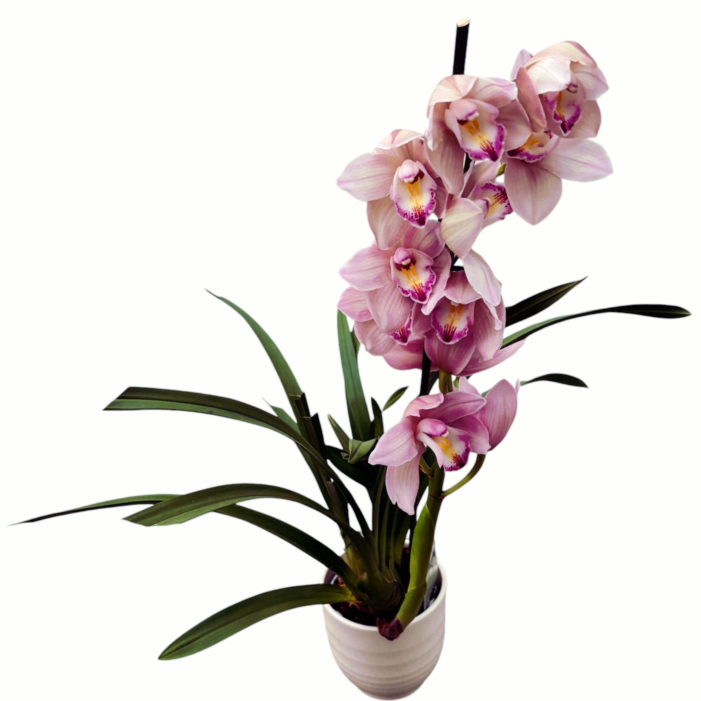 Cymbidium Pink Tumb (variation)