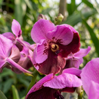 Vanda Divana Rose Marron