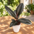 Ficus elastica ‘Abidjan’ – glossy burgundy foliage