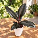 Ficus elastica ‘Abidjan’ – glossy burgundy foliage