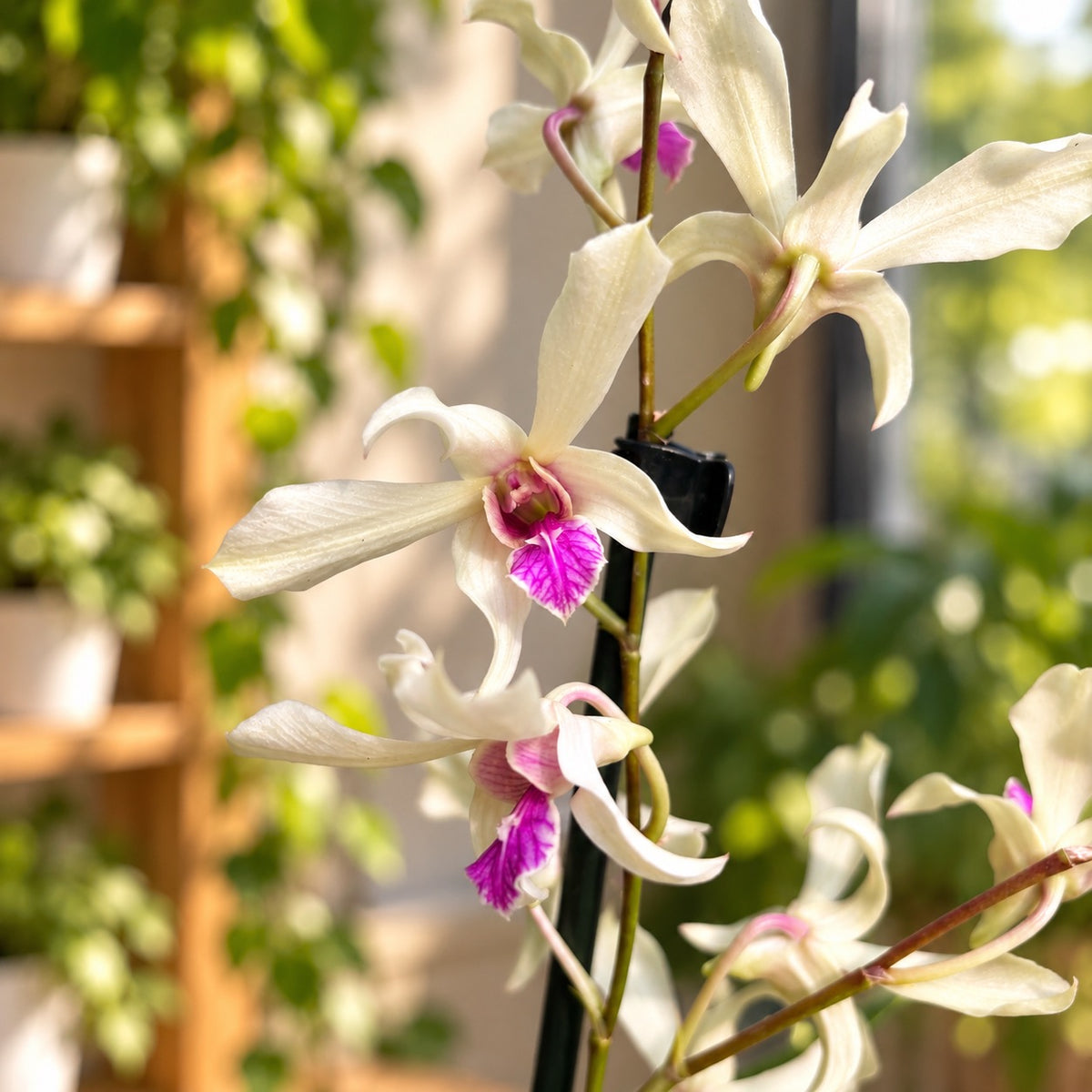 Dendrobium White Ceasar Bangkok (Dendrobium Phalaenopsis)