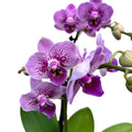 Phalaenopsis „Limited #72”