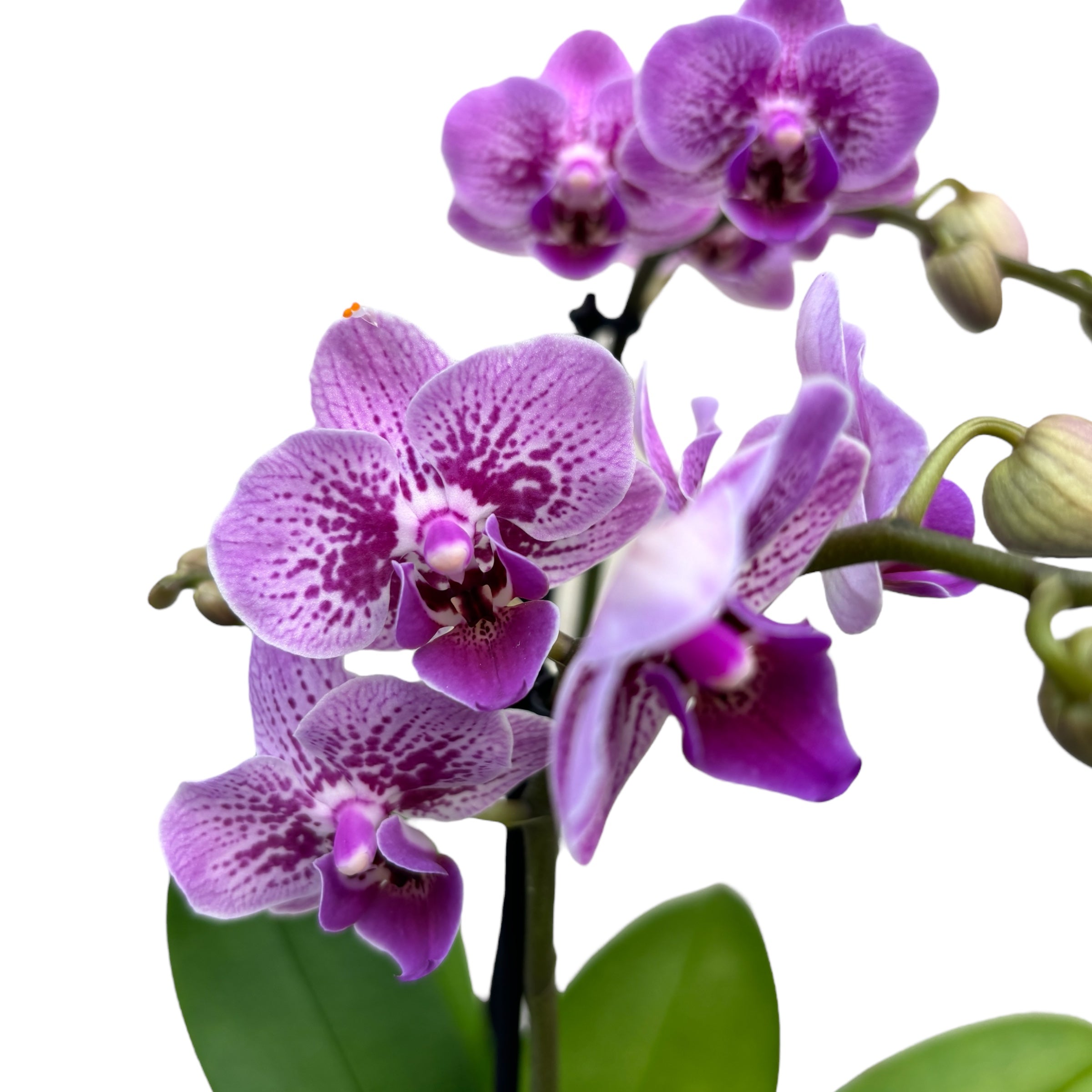 Phalaenopsis « Limited #72 »